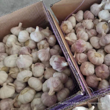 Chinese garlic price to international market